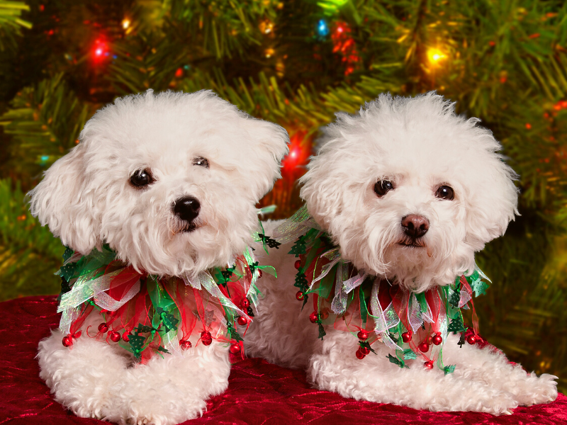 Welcoming a Second Puppy to the Pack One Bichon is never enough PetPerennials.com