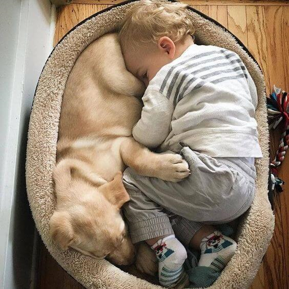 How Do Dogs Show Affection to Humans? Written by Annie Phenix - Dogster Feb 22nd 2019