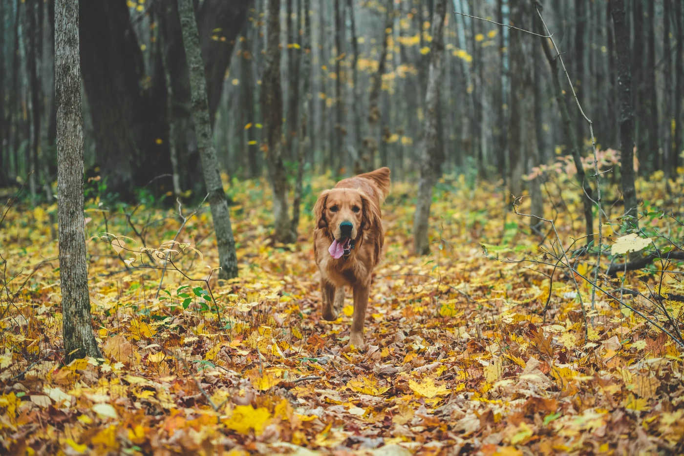 Ten Tips on Coping with Pet Loss by Moira Anderson Allen, M.Ed.