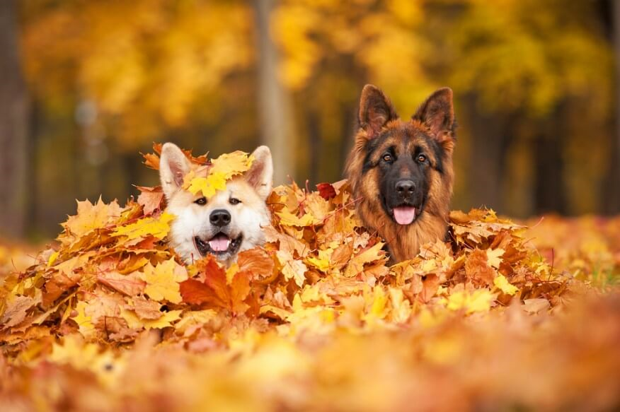 Dogs in Pile of Leaves
