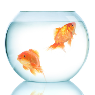 The Witty Fish Guest Blog Children and Pet FIsh PetPerennials.com