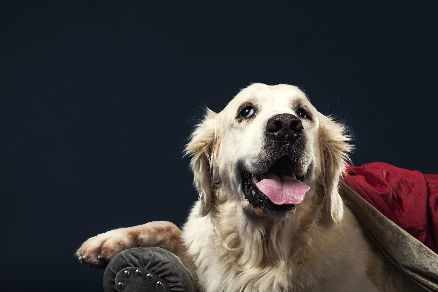 How Pet Perennials Came to Be - Olive's Story