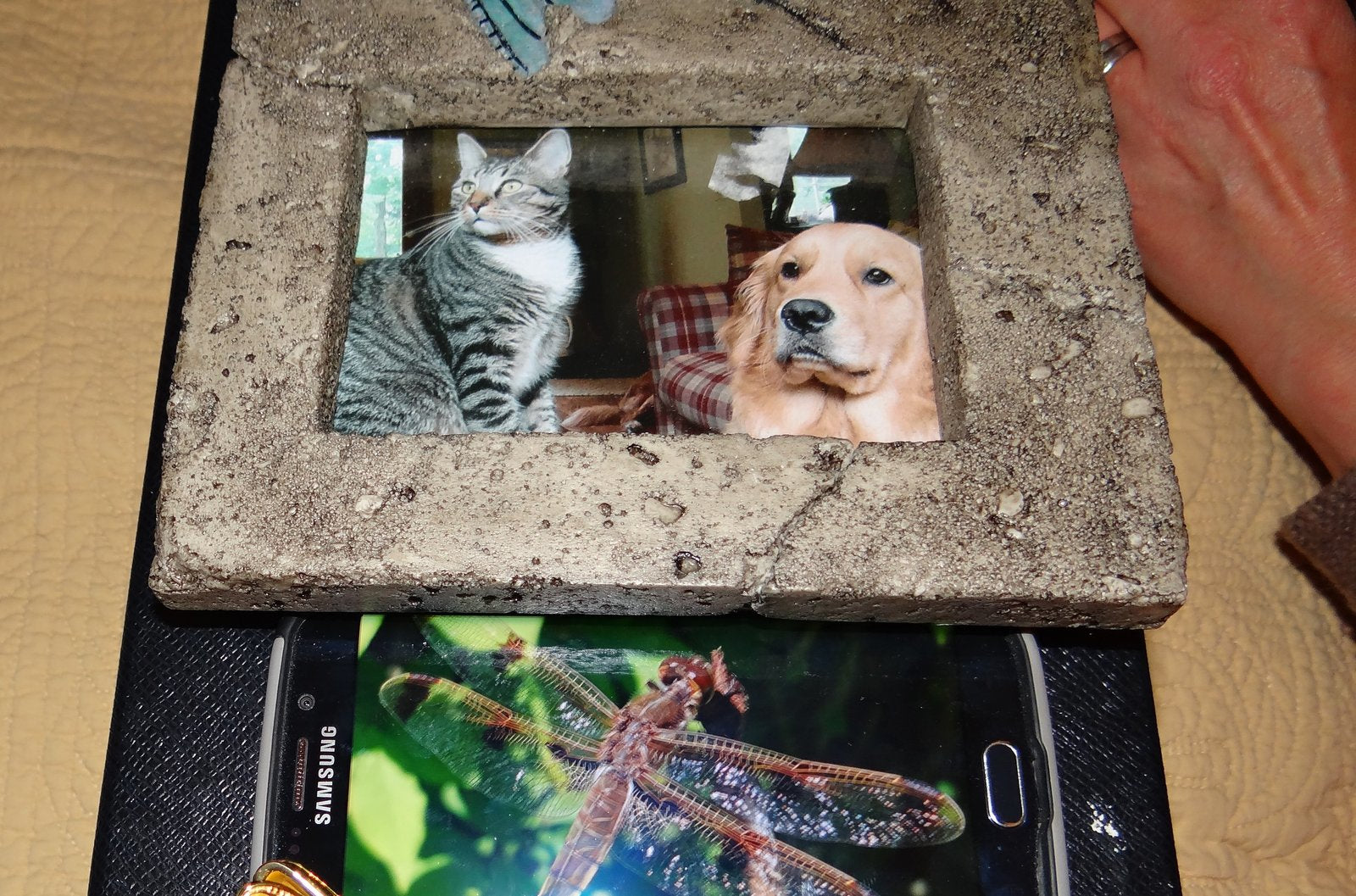 https://clearconsciencepet.com/blogs/news/maui-and-the-dragonfly-a-true-story-of-visitation