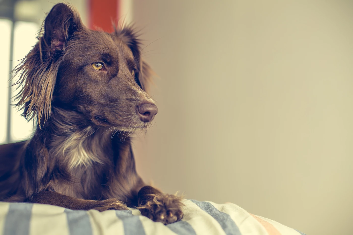 When is it Time to Let Go? - How Do I Say Goodbye to My Beloved Pet? Guest Blog by Marybeth Haines