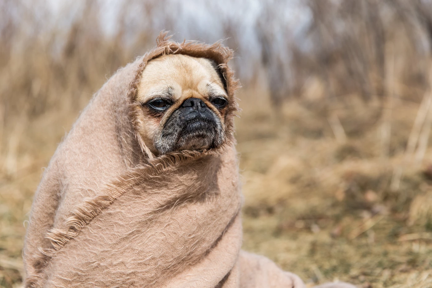 The Moment After: Surviving Pet Loss by Moira Anderson Allen, M.Ed.