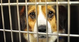 Courtesy BoredPanda.com Shelter Pets