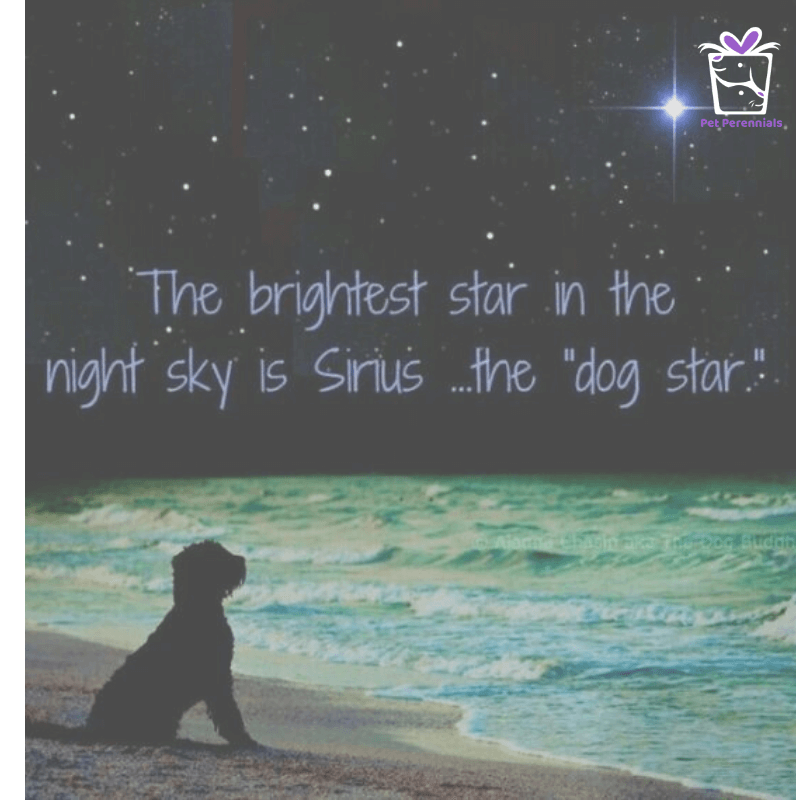 The Seven Myths About Pet Loss Grief - Karen Anderson