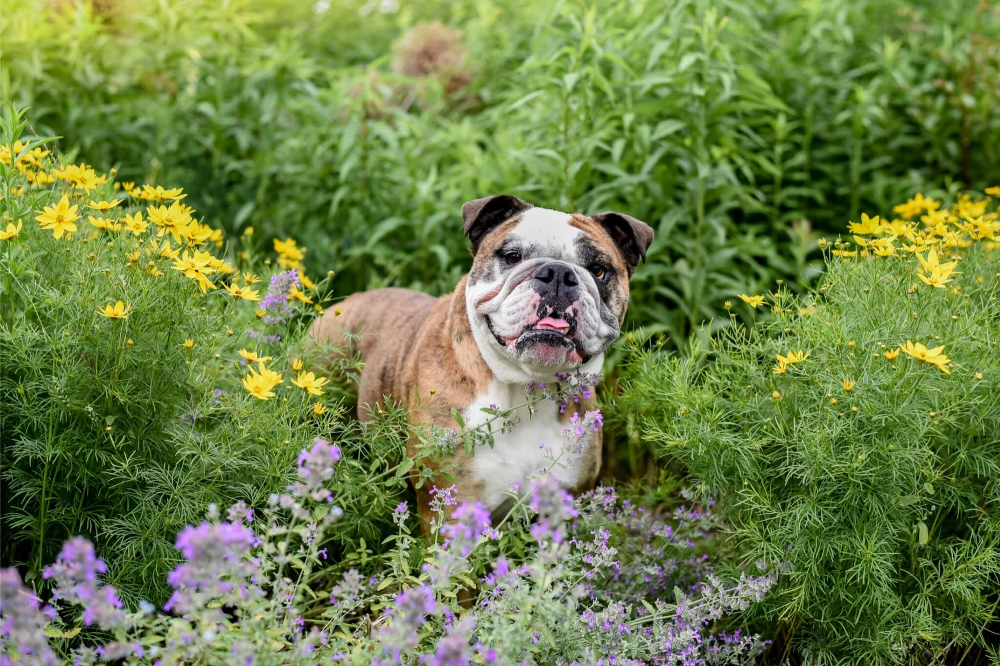 Dog walking peacefully through a perennial wildflower memorial garden — a heartfelt scene featured in unique gifts for memorial gifts for loss of dog.
