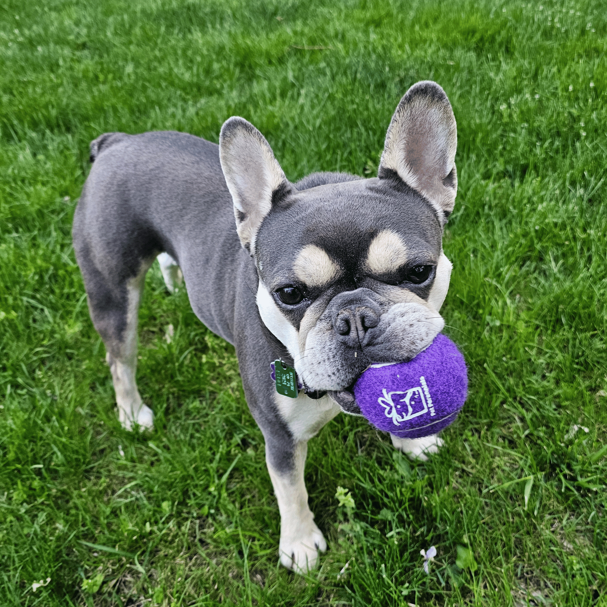 Custom Branded Squeaky Tennis Ball- Frenchie- Pet Perennials