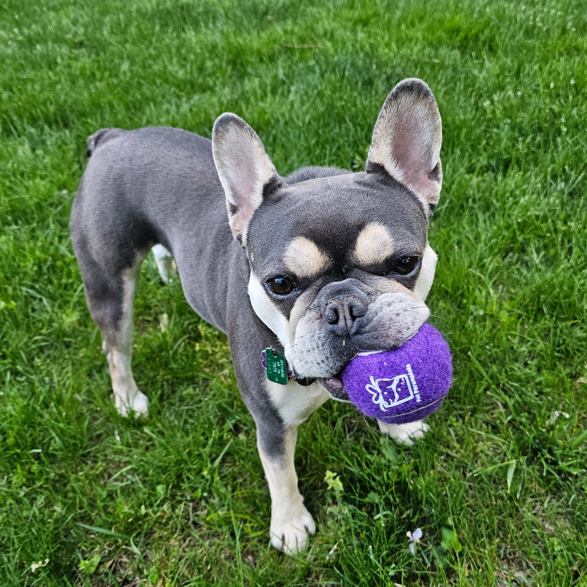 Happy dog holding a tennis ball — joyful reminder featured in playful pet themed gift collections to inspire thoughtful shopping.
