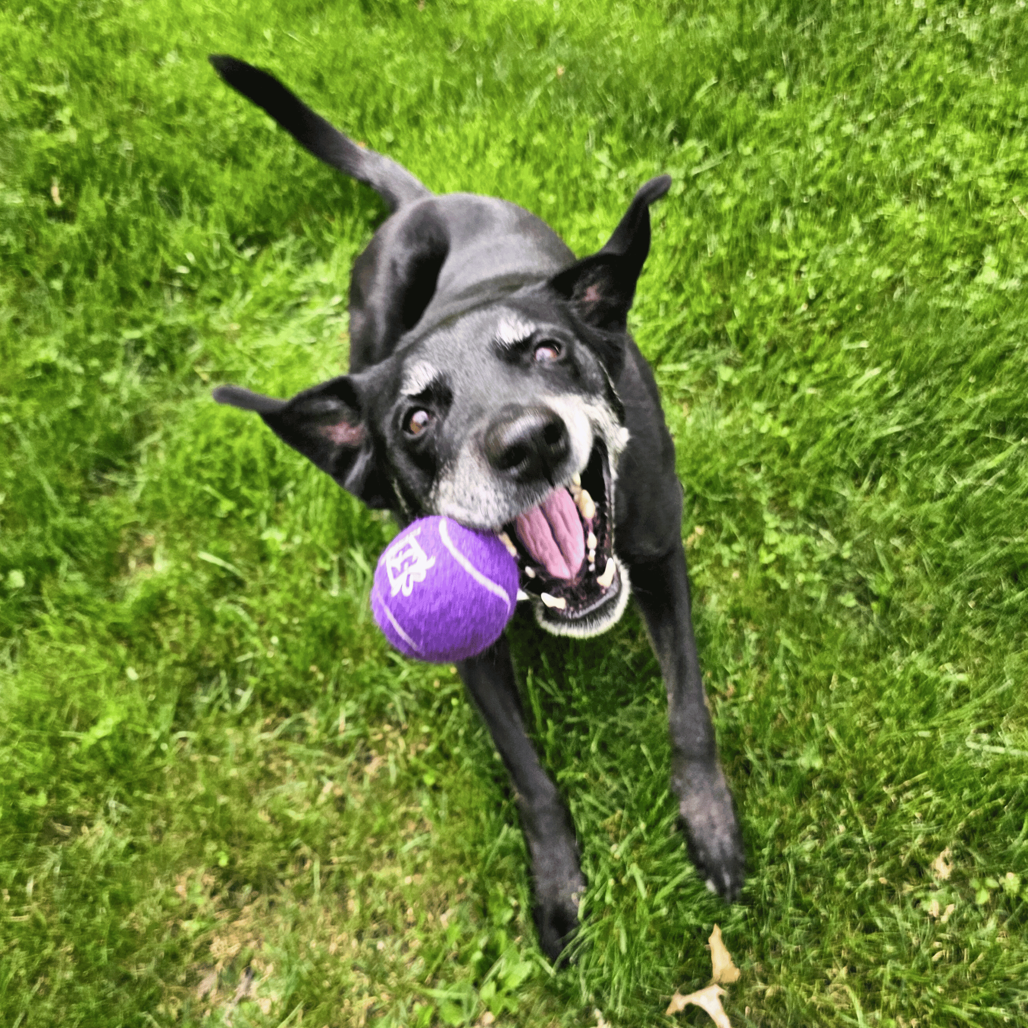 Custom Branded Squeaky Tennis Balls- Black Lab- Pet Perennials