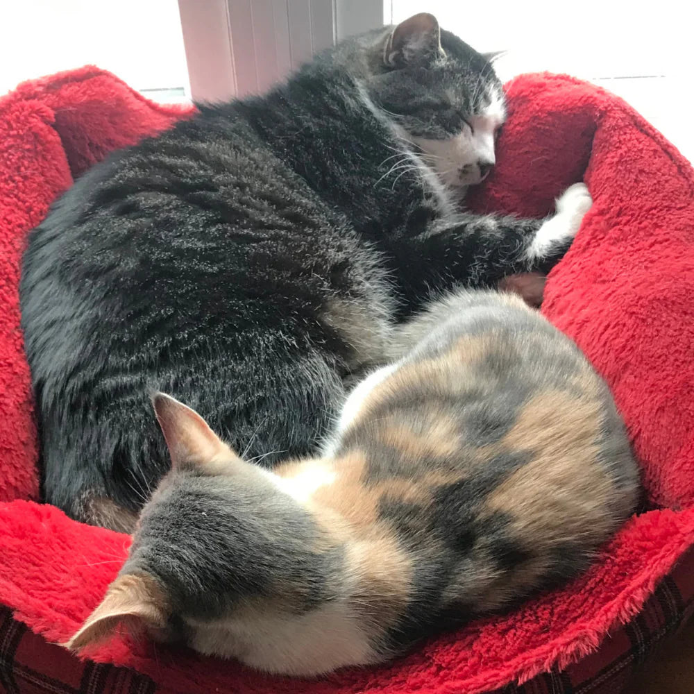 Snookie and Pumpkin - beloved pets of Lori, the cofounder of Pet Perennials and a continuous reminder of the love people have for their pets