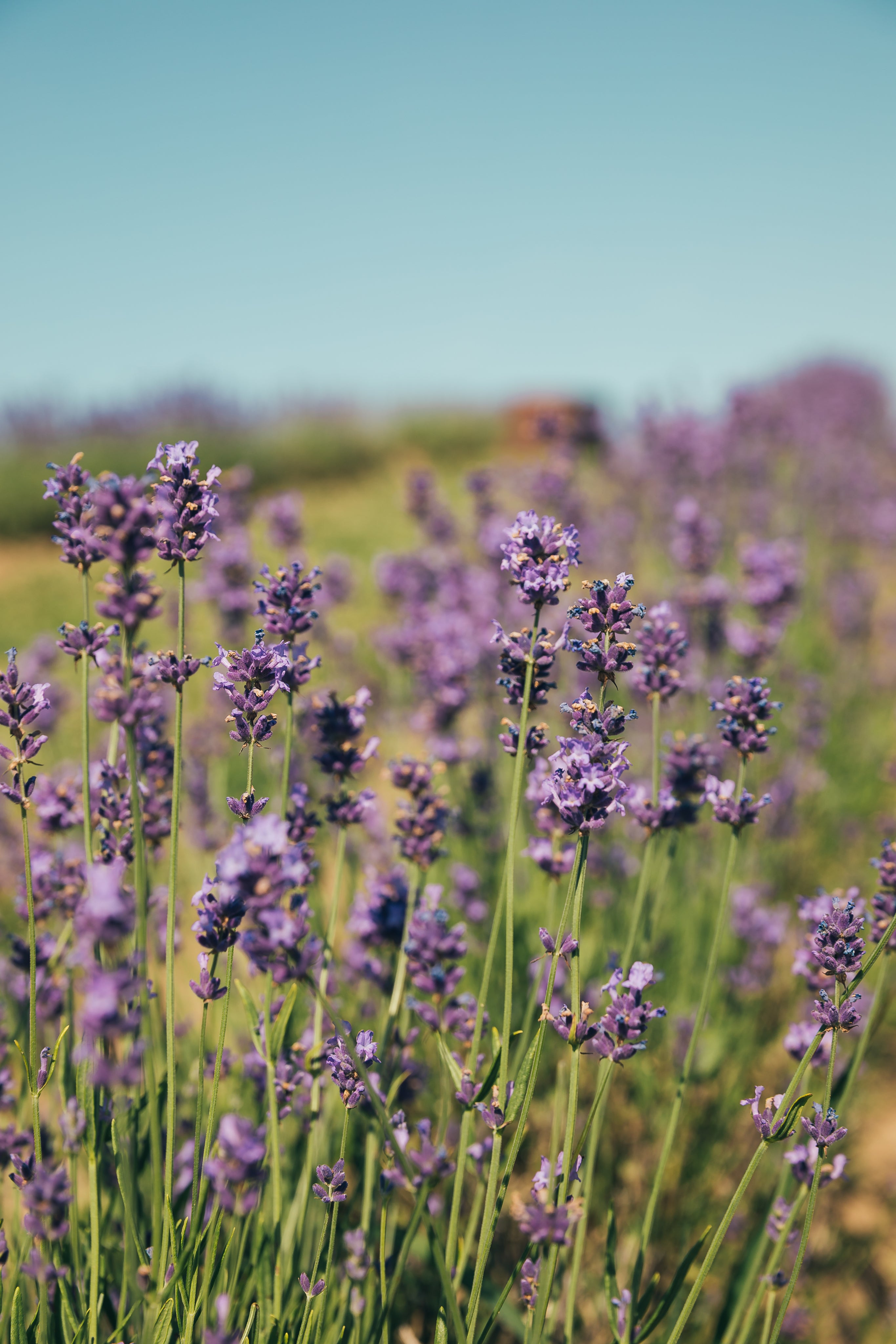 Colorful wildflowers blossoming from a pet loss gardening kit — a serene tribute featured in unique pet loss gifts.