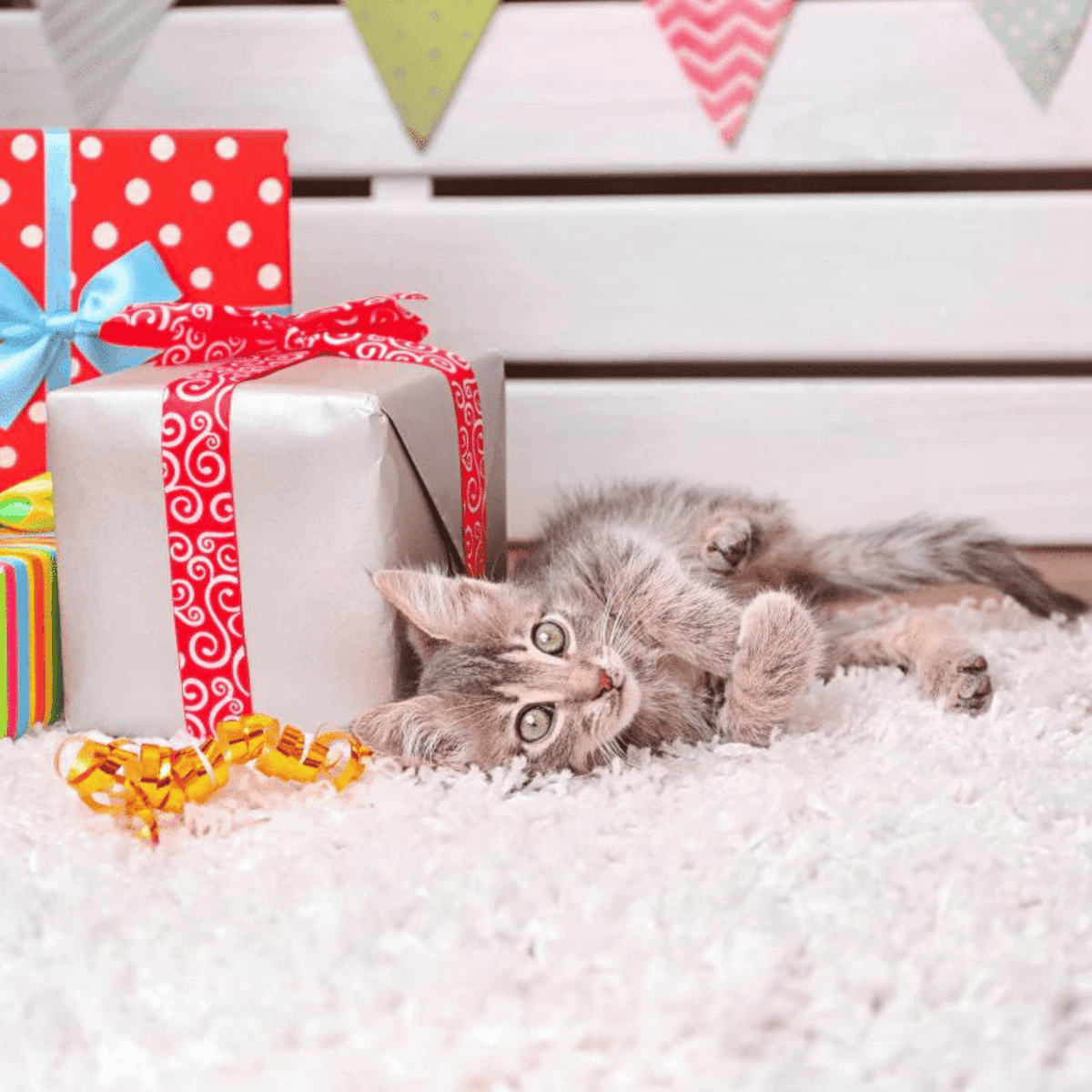 Cat Birthday Party, Cat Toys, Cat Treats, Cat Supplies 