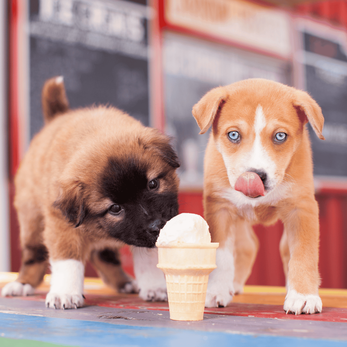 Doggie Ice Cream Pawty Bundle - Pet Perennials