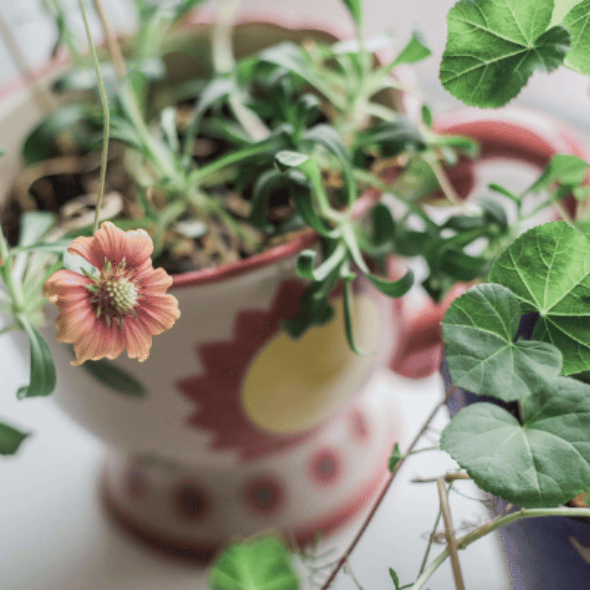 Pet Perennials Memorial Gardening Kit Wildflowers