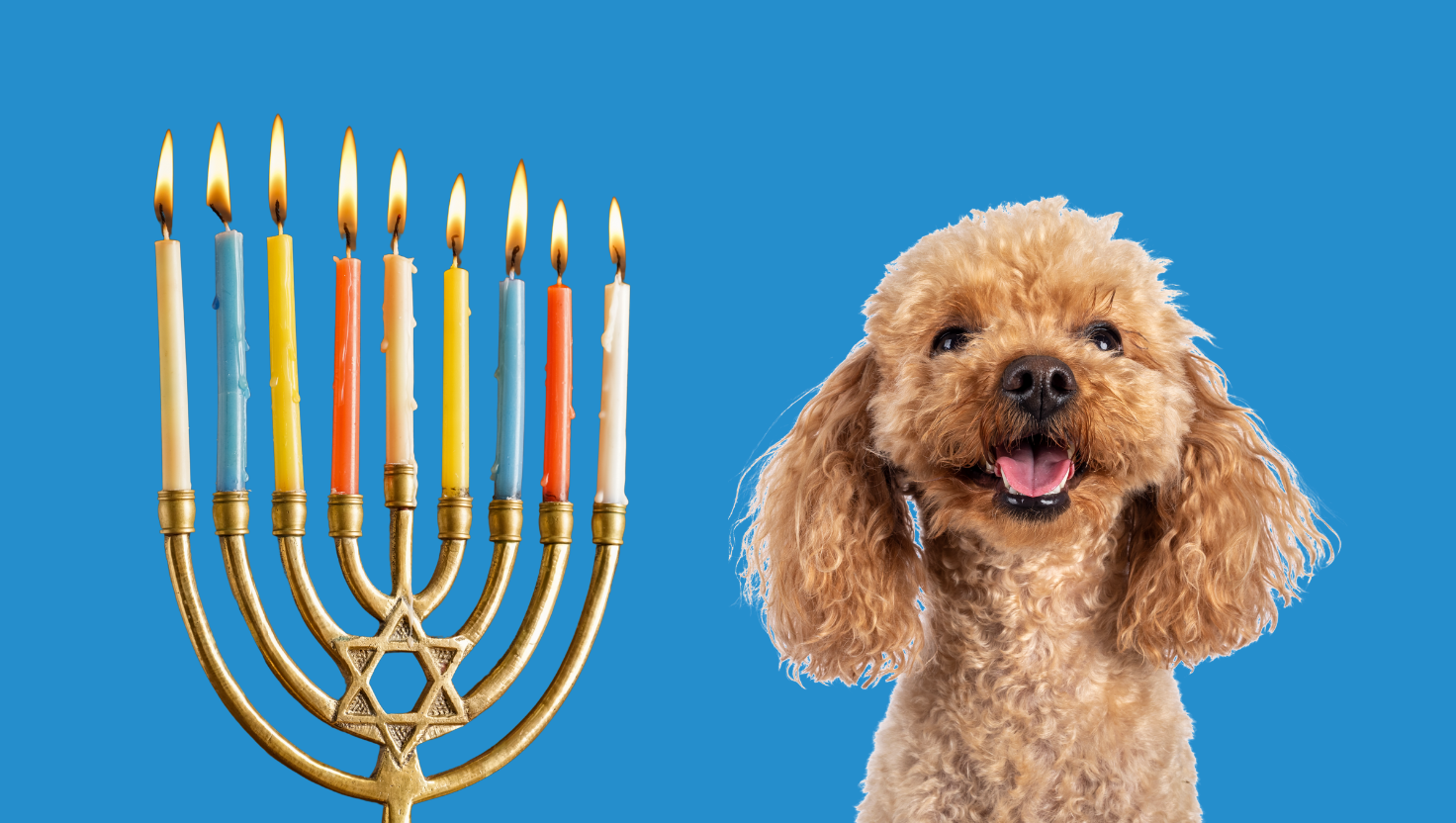 Celebrating Hannukah with Pets