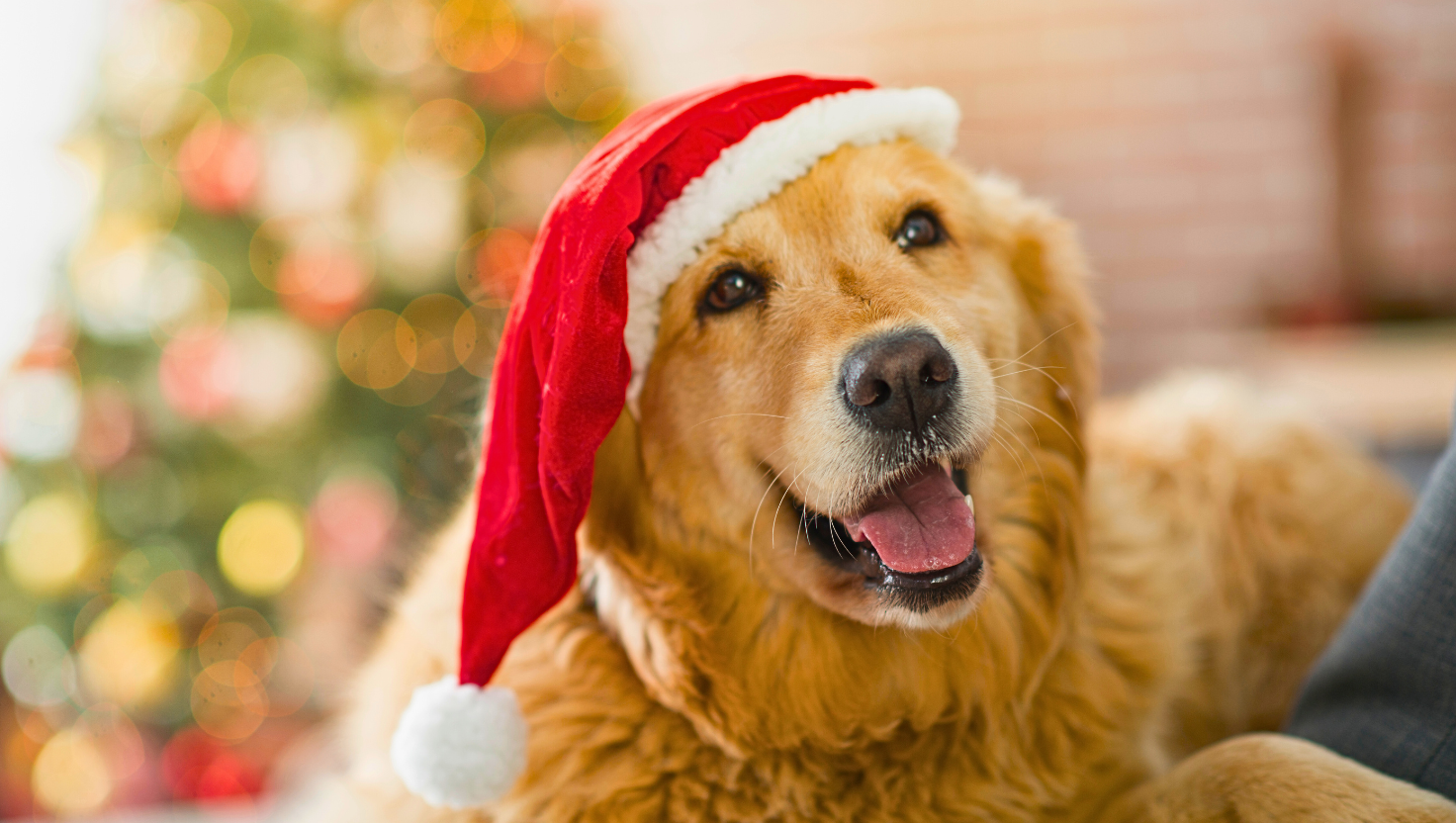 Christmas memories and pets