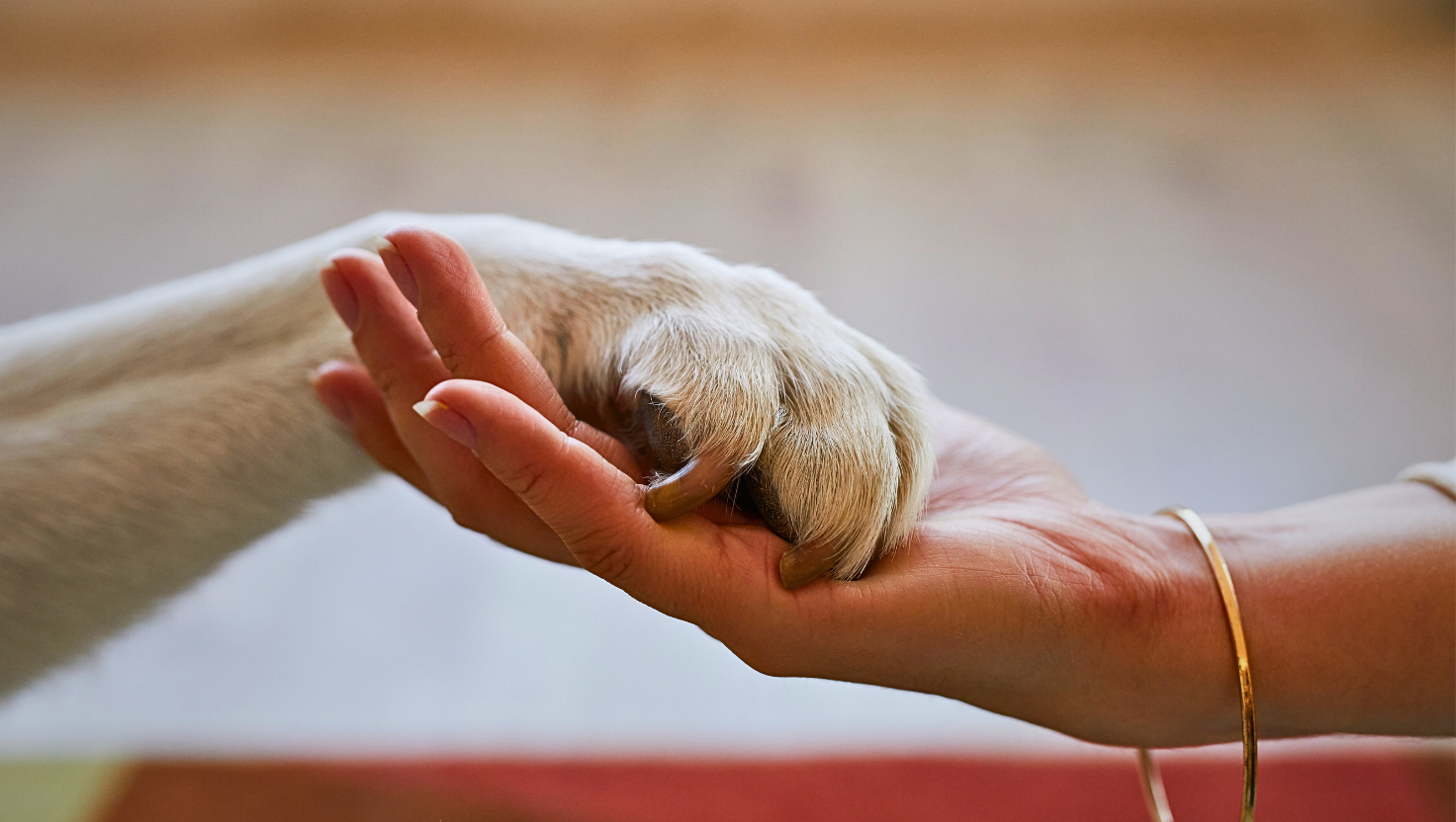 Loss of Pet Navigating Grief and Gratitude Ann Hoff Blog Petperennials.com