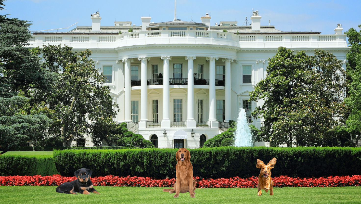 President's Day and White House Dogs