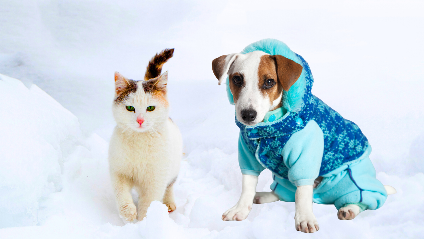 Keeping Pets Healthy During Winter Months