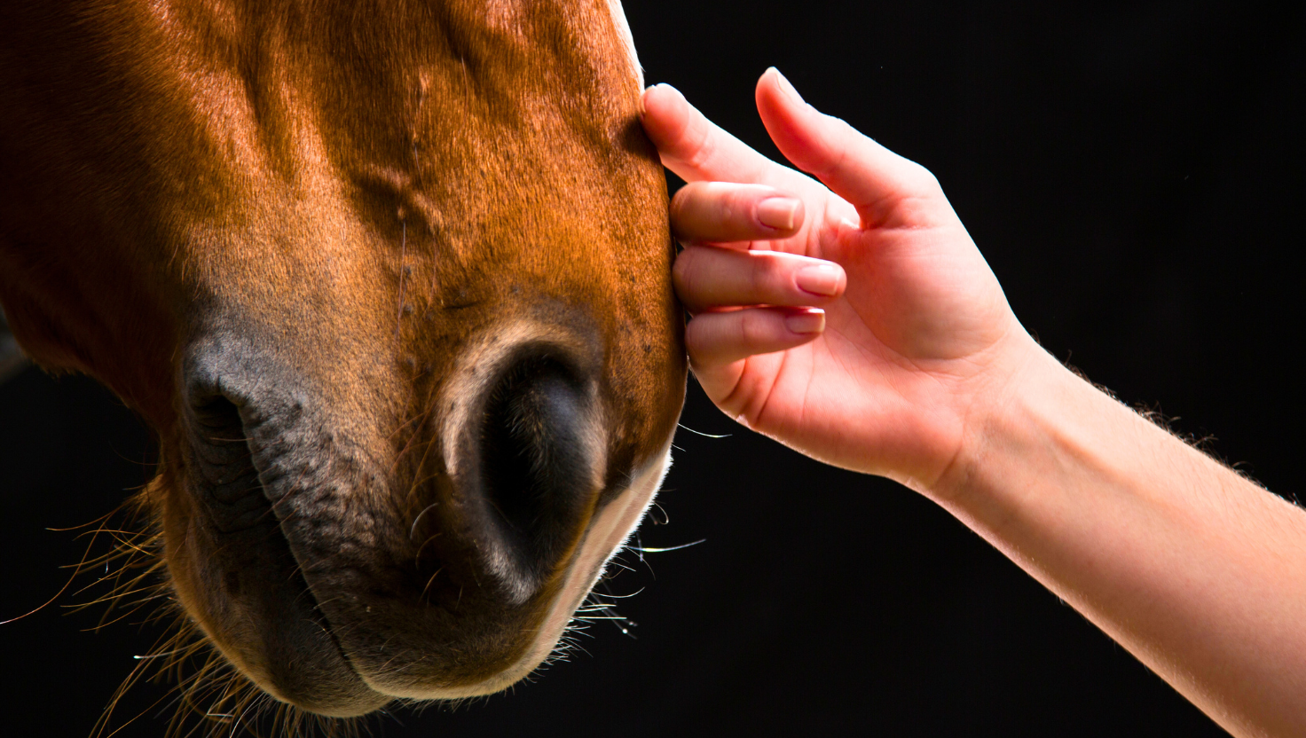 Aging Horse and owner touching moment 
