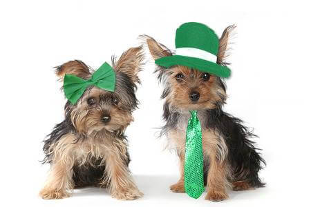 Pet Perennials wishes you all a safe and quiet St. Patrick's Day this year. Hug a furbaby!