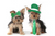 
          
            Pet Perennials wishes you all a safe and quiet St. Patrick's Day this year. Hug a furbaby!
          
        