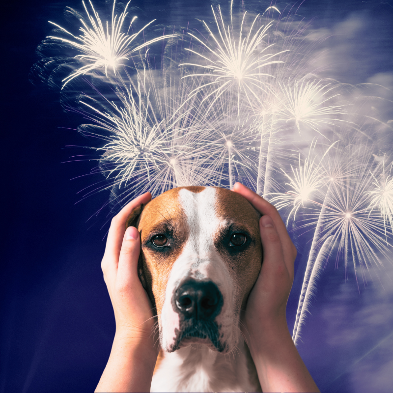 Fireworks, Fear & Furry Friends: How to Help Pets Through Holiday Anxiety with Ann Hoff