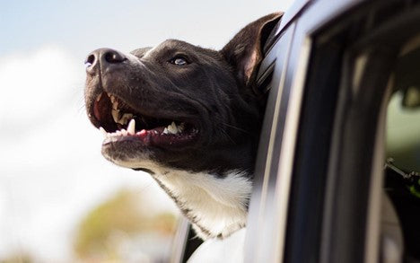 Driving With Dogs - Tips