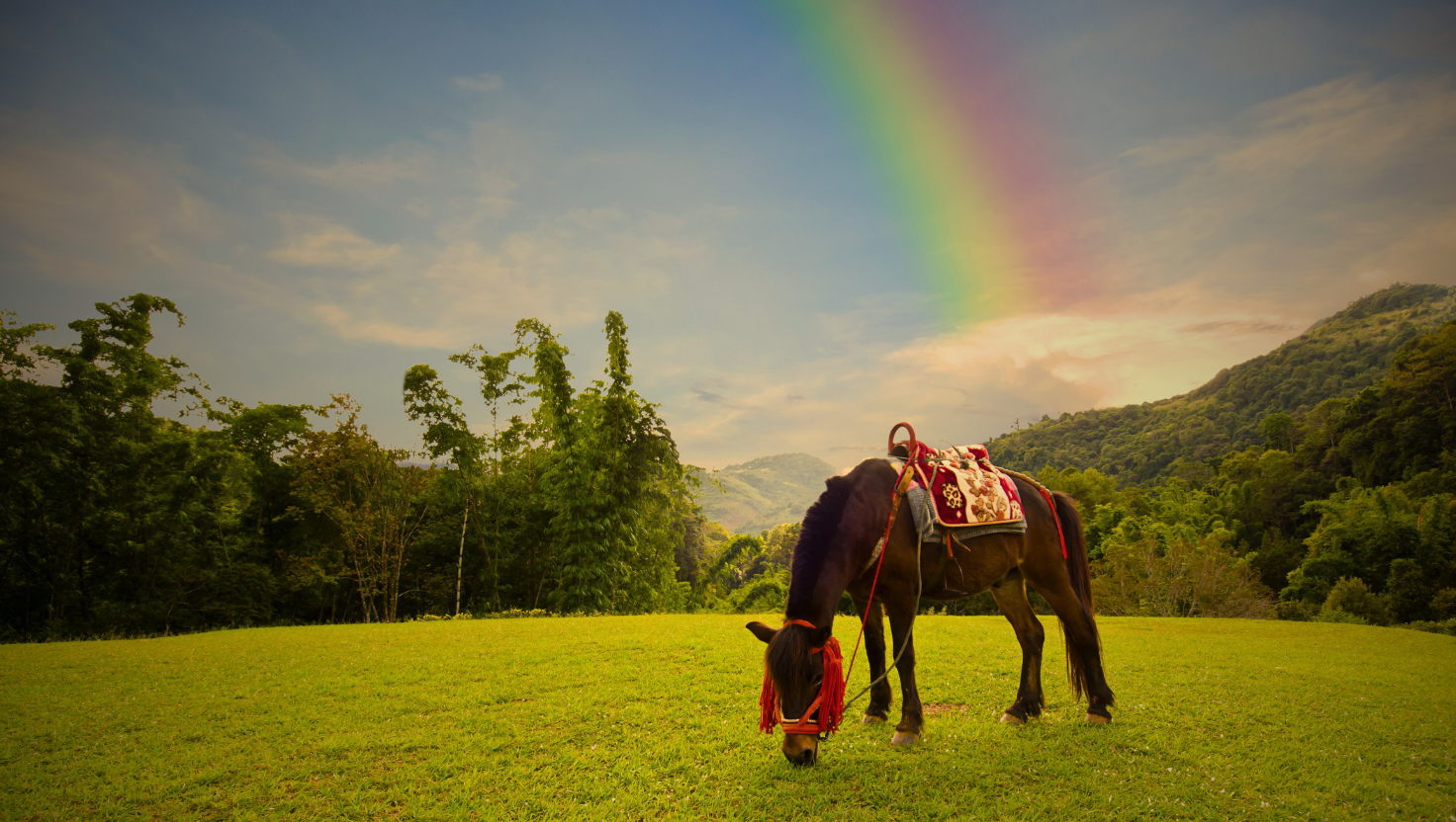 Horse eating grass in a green field with a rainbow behind it representing the Rainbow Bridge and loss of a horse