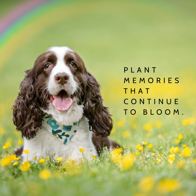 Thoughtful Pet Loss Memorial Garden Wildflower Gift DIY 
