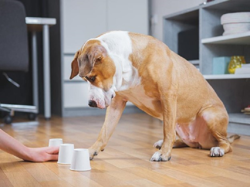 15 Fantastic Dog Activities to Try at Home