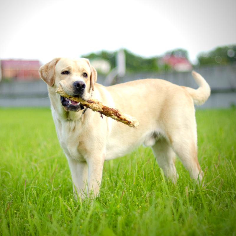 The Labrador Retriever Ultimate Breed Guide PetPerennials.com