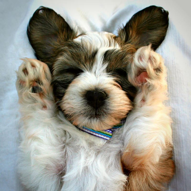 How A Puppy Grows In The First Year - Guest Post by Krista Green
