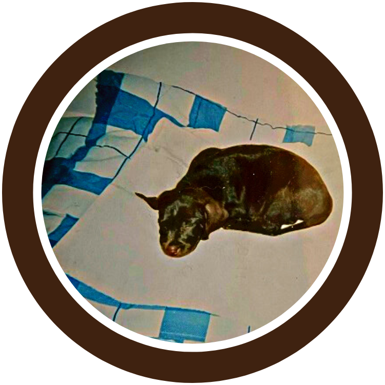 The Gwen Fund - Inspiration - Helping those in need receive veterinary care for their beloved pets