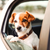 
          
            Traveling With Pet Tips for Insurance and Keeping Safe
          
        