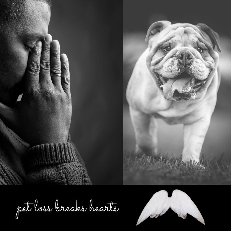 Grief from pet loss by Ann Hoff animal communicator