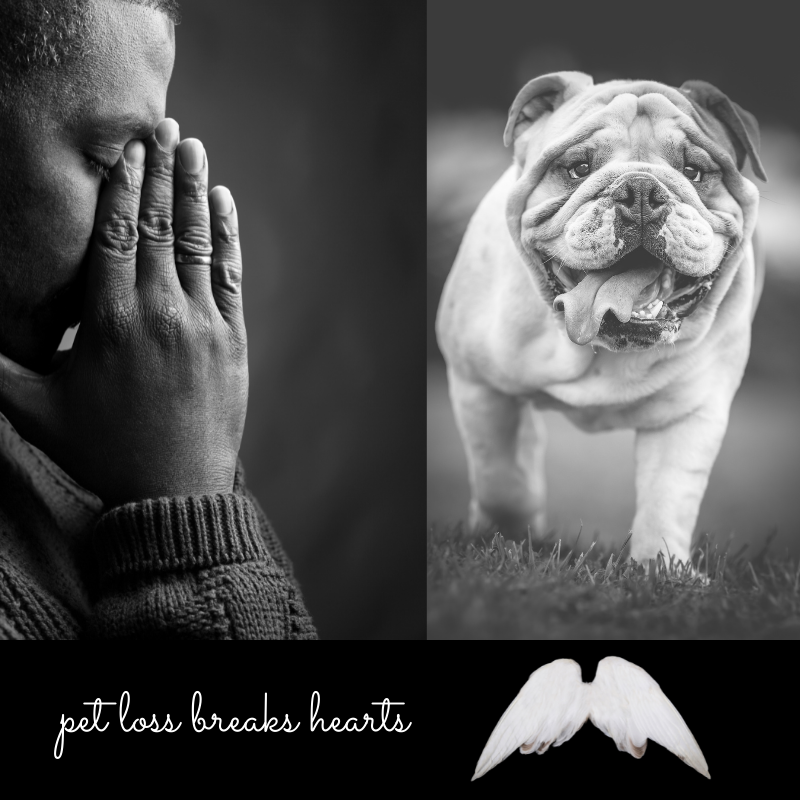 
          
            Grief from pet loss by Ann Hoff animal communicator
          
        
