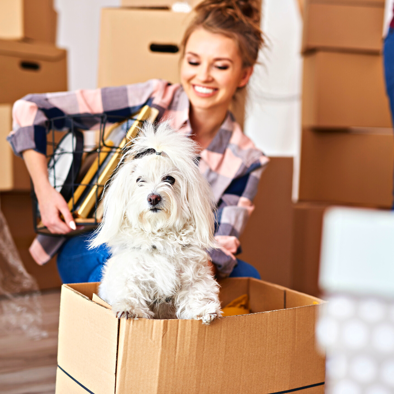 How to Successfully Downsize to a New Home with a Pet Blog for PetPerennials.com