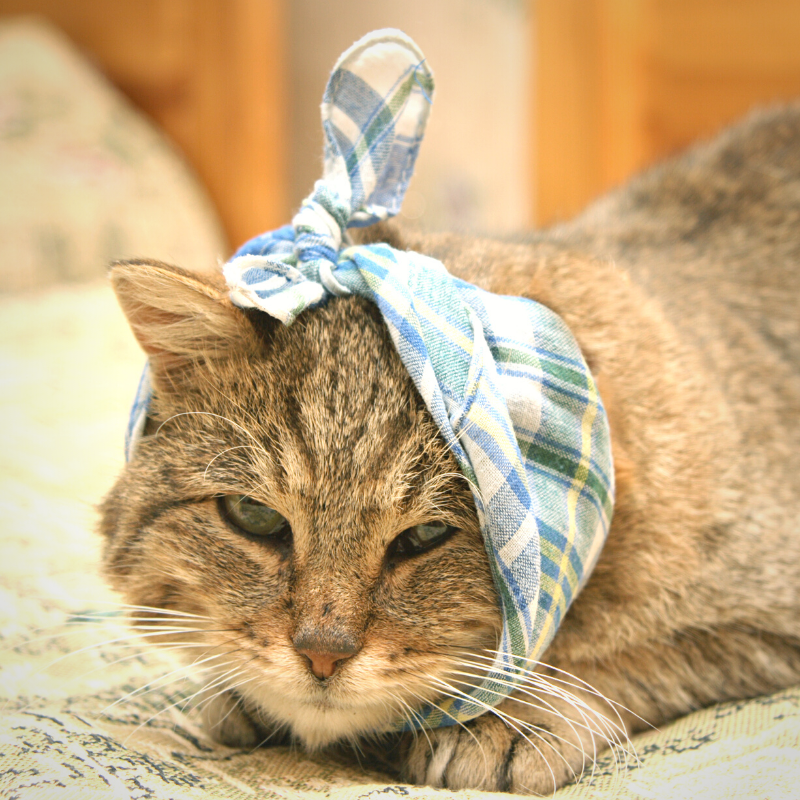 Illinois, If You See A Dog With A Yellow Bandana, Do This Quickly