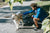
          
            Keeping your pet in top shape PetPerennials.com blog Aug 2023 photo credit Pexels
          
        
