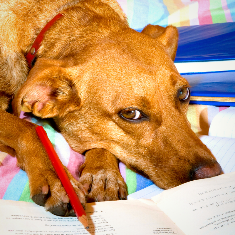 
          
            A Dad and His Dog: Can You Even Hold a Pencil with Paws? Back to School Fun for Dogs and their Owners
          
        