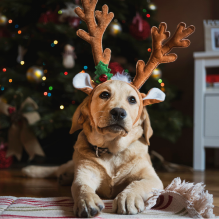 Dad Dog Dressing Pets for the Holidays