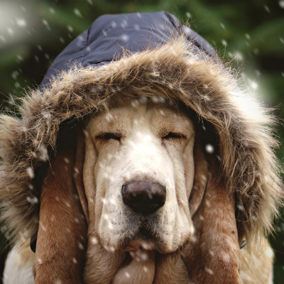 A Dad and His Dog: A Cold But Golden Opportunity