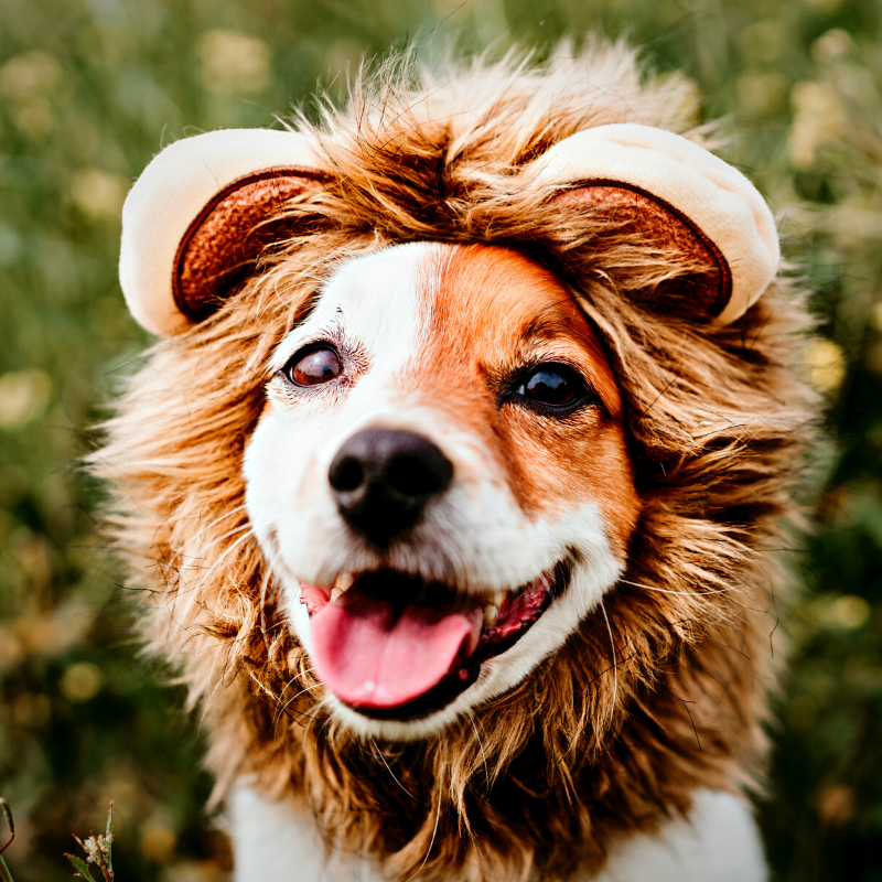 A Dad and His Dog: Pet Sitters, Scents, and Poisons, Oh My!
