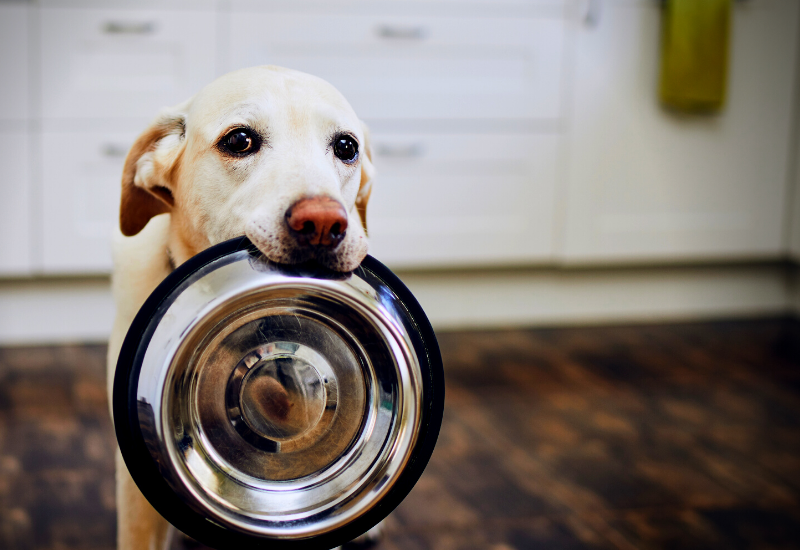 Feeding Fido with Supply Chain Shortages PetPerennials.com Dad Dog Blog