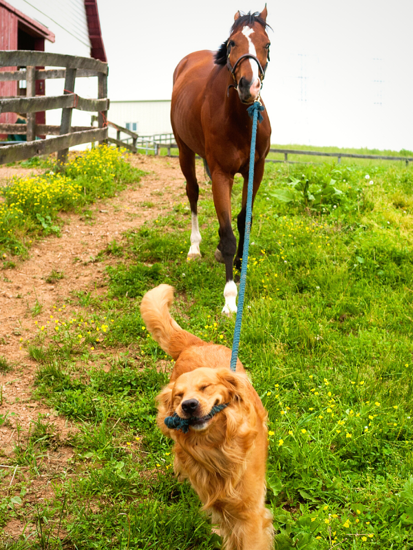 A Dad and His Dog:  Make Every Moment Count