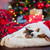 
          
            Considerations when Gifting a pet dog cat for the holidays PetPerennials.com
          
        