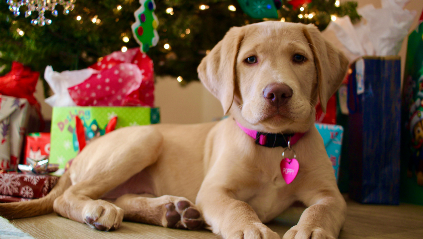 Should you gift a pet for the holidays